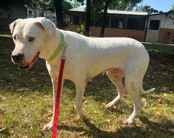 LOLA DOGO ARGENTINO ADOZIONE DEL CUORE Foto 6